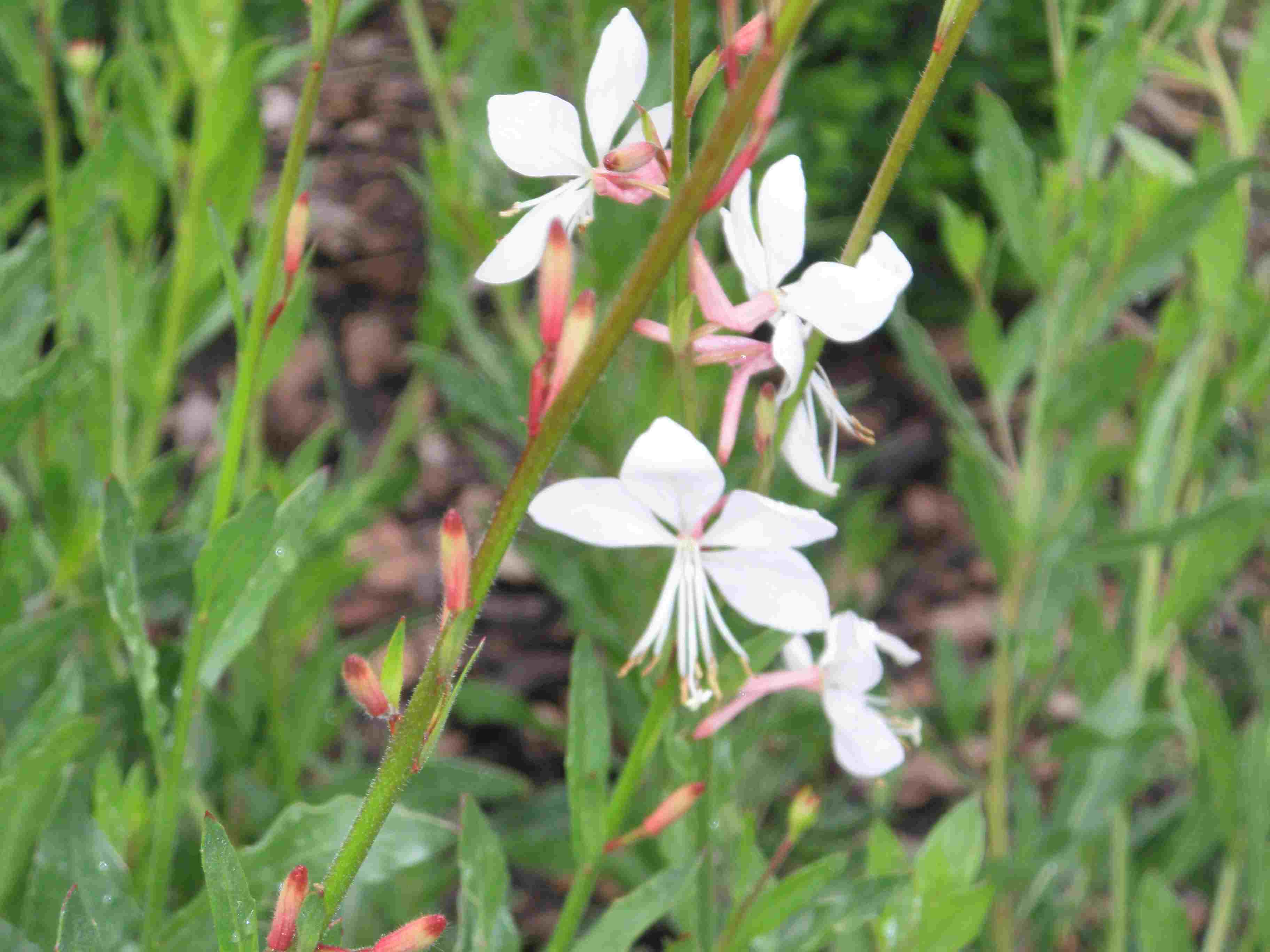 Gaura linheimeri.jpg